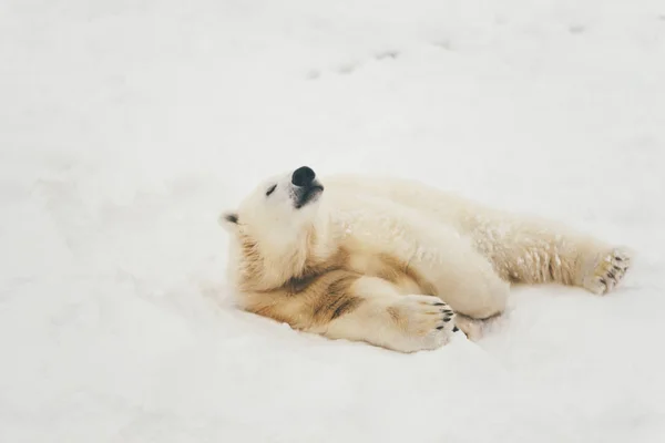 Oso Polar Blanco Bosque Nieve Acostado Durmiendo — Foto de Stock