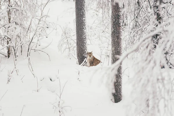 Рысь Снежном Фоне Финском Зоопарке — стоковое фото