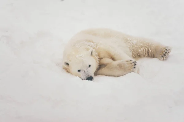 Bílé Ledních Medvědů Lese Sníh Ležící Spící — Stock fotografie