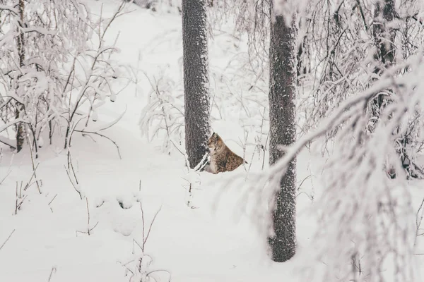 Lynx Háttérben Finnország Állatkertben — Stock Fotó