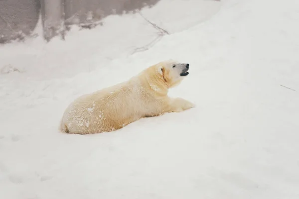 Oso Polar Blanco Bosque Nieve Acostado Durmiendo — Foto de Stock