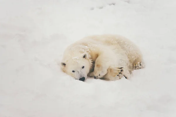 Urso Polar Branco Floresta Neve Deitado Dormindo — Fotografia de Stock