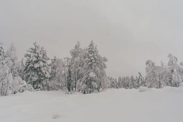 Téli Erdő Karácsonykor Rovaniemi Finnországban Lappföldön Északi Sarkvidék Pólus — Stock Fotó