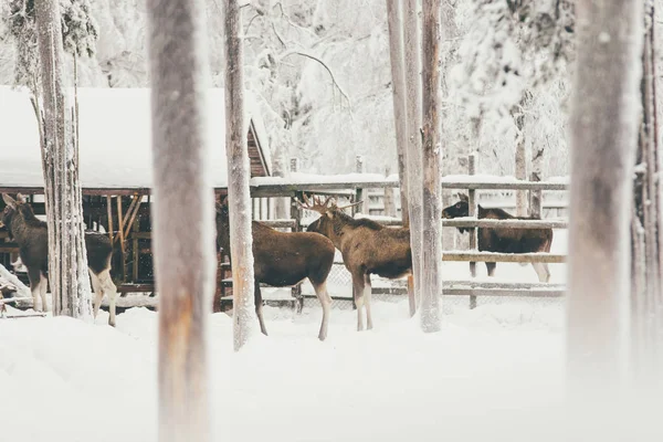 Rénszarvas Téli Erdő Finn Számi Telepen Rovaniemi Finnország Lappföldön Karácsonykor — Stock Fotó