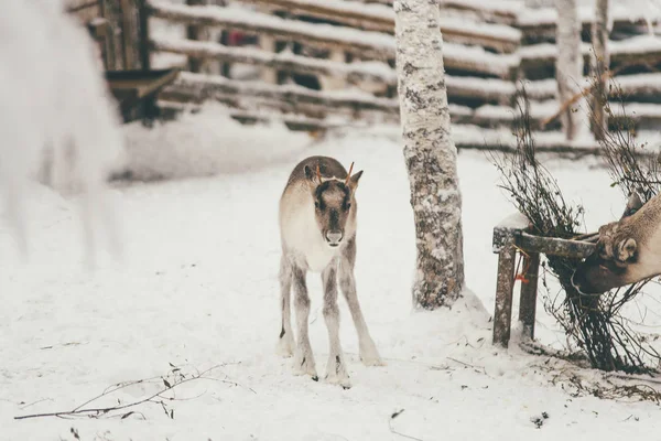 Rentiere Winterlicher Schneewald Auf Der Finnischen Saami Farm Rovaniemi Finnland — Stockfoto