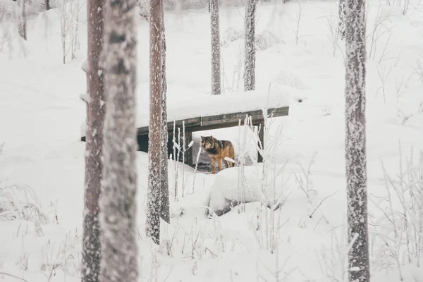 Ryś Tle Śniegu Finlandii Zoo — Zdjęcie stockowe