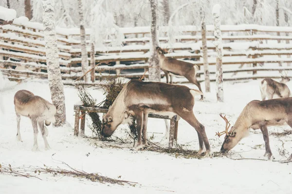 Reno Invierno Bosque Nieve Finlandés Saami Farm Rovaniemi Finlandia Laponia — Foto de Stock