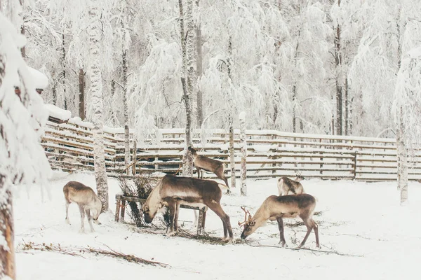 トナカイ クリスマスのロヴァニエミ フィンランド ラップランドのフィンランドのサーミ語農場で冬雪の森 北の北極極 — ストック写真