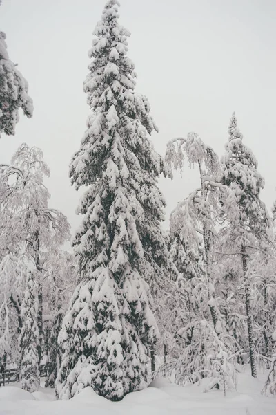 Vinter Snö Skog Finska Samiska Farm Rovaniemi Finland Lappland Vid — Stockfoto