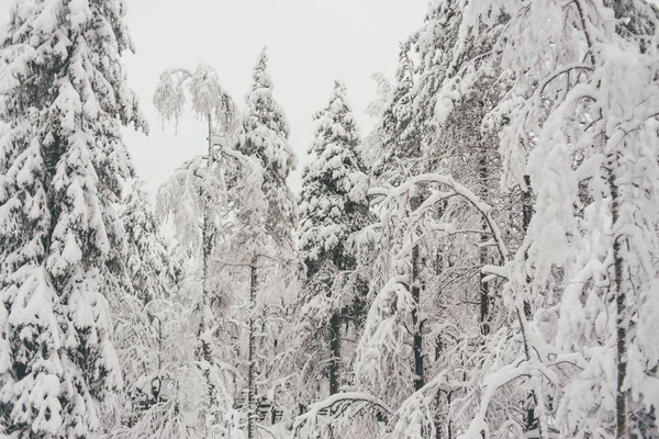 Kış Kar Orman Rovaniemi Finlandiya Lapland Noel Fin Gösterilme Çiftliğinde — Stok fotoğraf