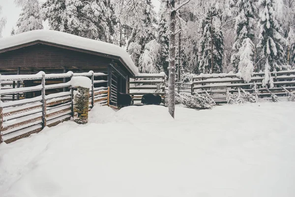 Bosque Nieve Invierno Finlandesa Granja Saami Rovaniemi Finlandia Laponia Navidad — Foto de Stock
