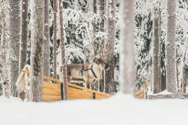 Sökvägen Till Påbörja Aktiviteten Renar Ride Lappland — Stockfoto