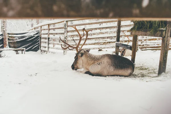 トナカイの群れ ラップランド 北部フィンランドの残りの部分を持っていること — ストック写真