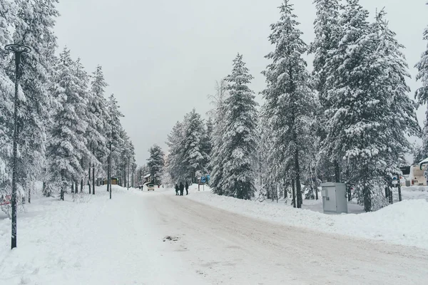 Snö Som Fryst Forrest Huskysafari Sökvägen Rovaniemi Finland — Stockfoto