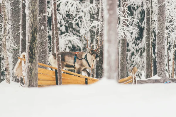 Stado Reniferów Laponia Finlandia Północna Śniegu Zamarzniętym Lesie — Zdjęcie stockowe