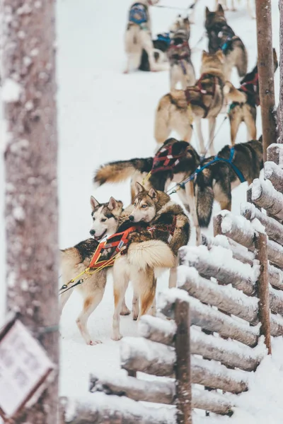 Упряжка хаски в Финляндии зимой — стоковое фото
