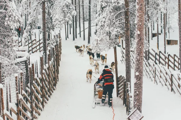 Husky Uprząż w zimowych Laponia Finlandia — Zdjęcie stockowe