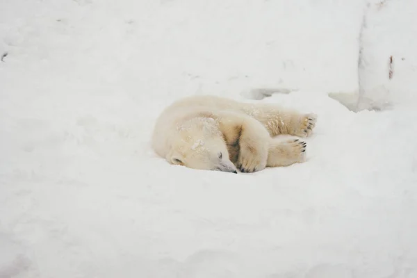 雪の森で白いシロクマ — ストック写真