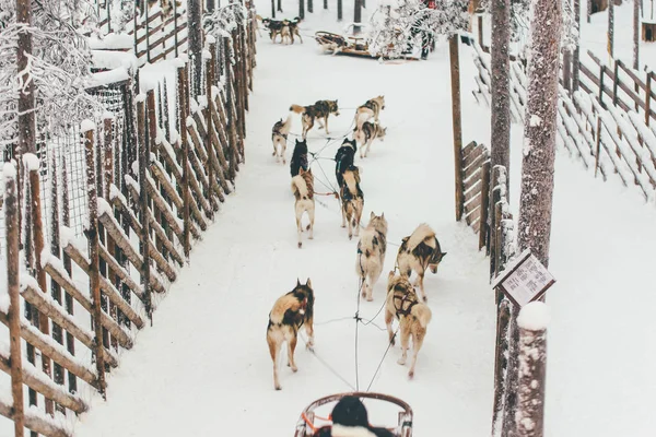 Husky Uprzęży Śniegu Zimie Laponia Finlandia — Zdjęcie stockowe