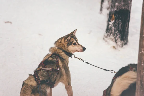 Arnés husky en Finlandia Laponia invierno —  Fotos de Stock