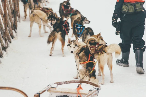 Husky Uprząż w zimowych Laponia Finlandia — Zdjęcie stockowe