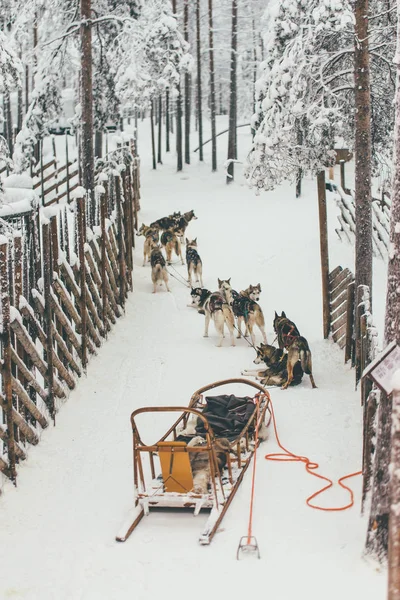 フィンランド ラップランド冬ハスキー ハーネス — ストック写真