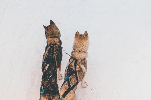 Husky harness na Finlândia Lapland inverno — Fotografia de Stock