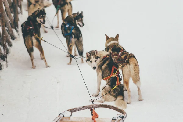Husky harness in Finland Lapland winter — Stock Photo, Image