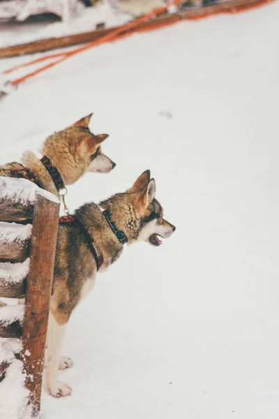 Husky postroj ve Finskem Laponsku zimní — Stock fotografie