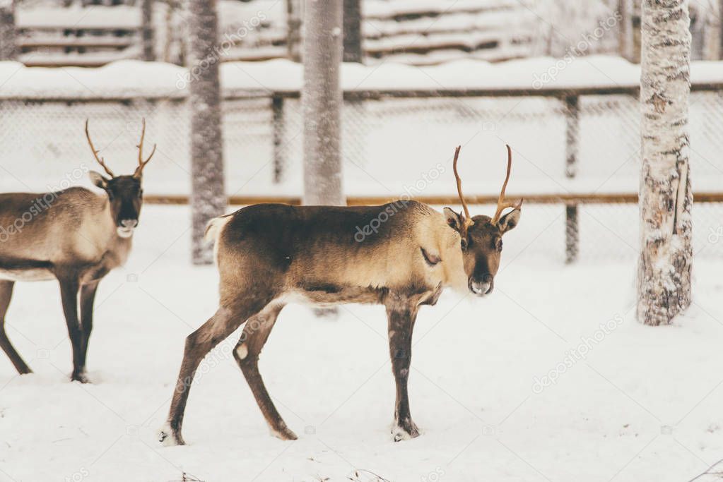 Reindeer herd, Lapland, Northern Finland snow forest