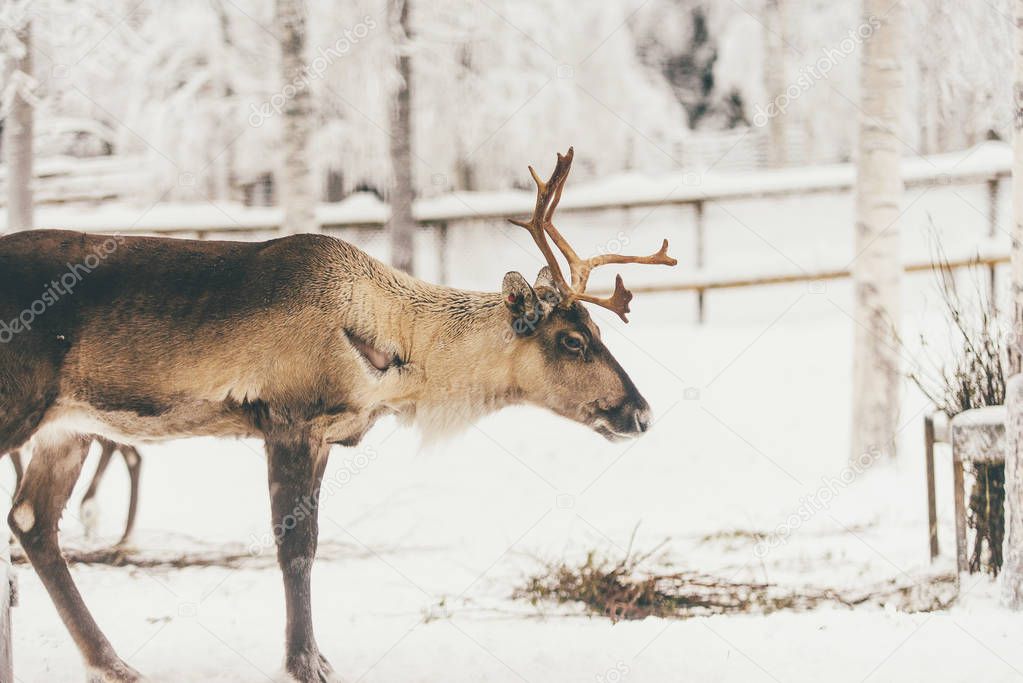 Reindeer herd, Lapland, Northern Finland snow forest