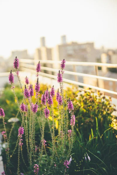 Winzige violette Blüten auf dem Balkon mit verschwommenem Hintergrund — Stockfoto