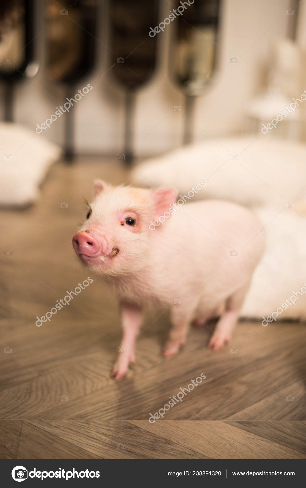 Cute Teacup Pig Wallpaper