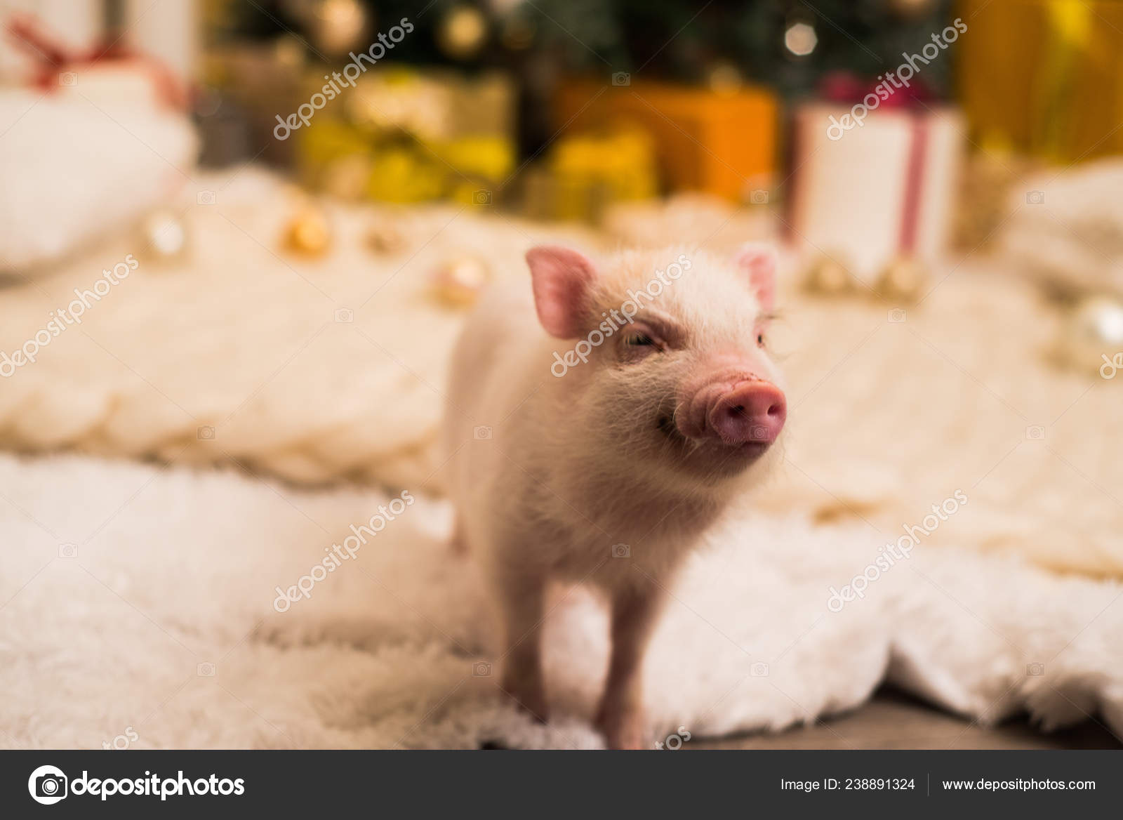 Cute Teacup Pig Wallpaper