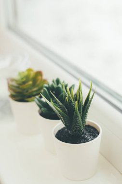 dekor ev bitkiler üzerinde pencere kış