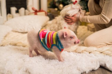 Sevimli pembe minipig ve köpek içinde belgili tanımlık geçmiş