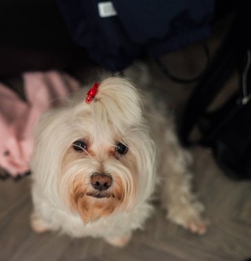 Beyaz köpek içinde belgili tanımlık geçmiş