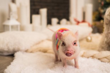 Pembe mini domuz odaklı kapalı, kısmen