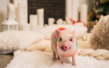 Pembe mini domuz odaklı kapalı, kısmen