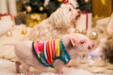 Sevimli pembe mini domuz gülümseyen, arka plan bulanık