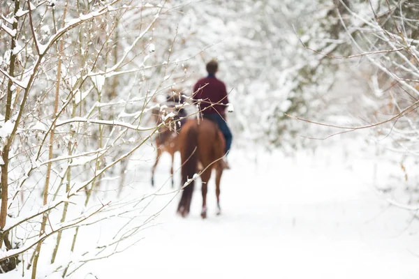 Two riders on the brown horses in the snow, rear view — Stock Fotó
