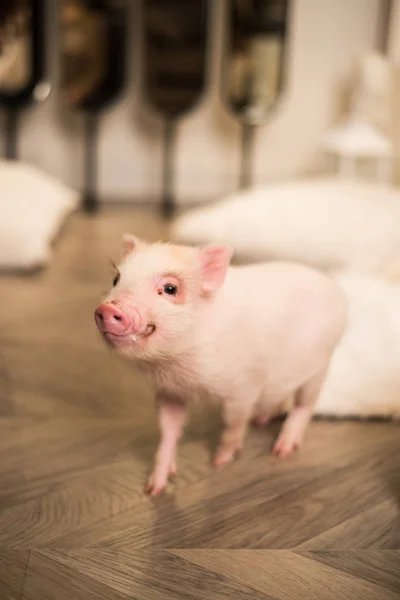 かわいいピンクのミニ豚を笑って、背景がぼやけ — ストック写真