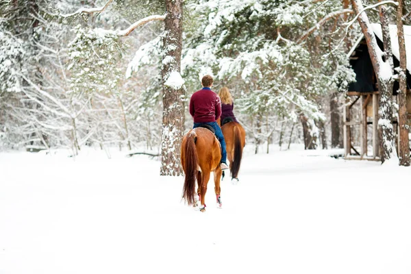 Dois cavaleiros nos cavalos castanhos na neve, visão traseira — Fotografia de Stock