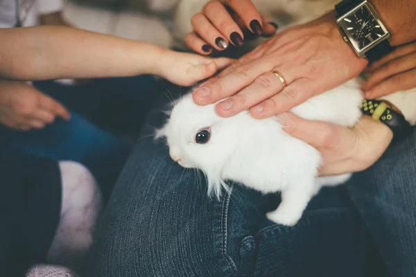 白のペットのウサギに触れる — ストック写真