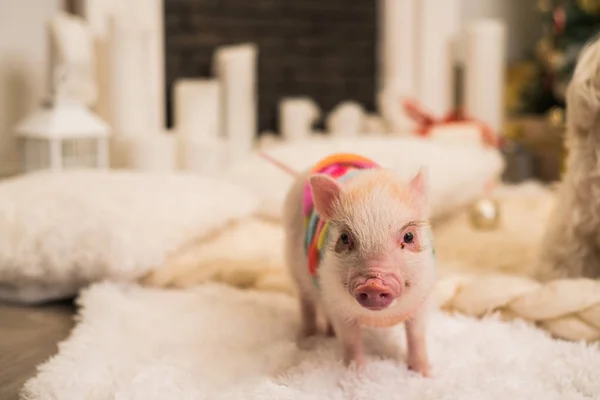 ピンクのミニ豚、部分的に屋内で焦点を当てた — ストック写真