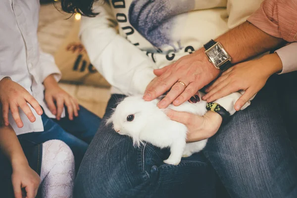 People touch white pet rabbit — Stock fotografie
