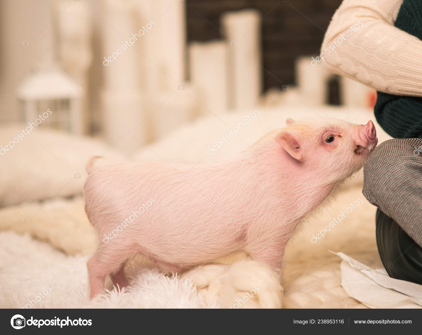 What you really need to know about owning a teacup, micro, or pet mini pig., image size:1600x1271