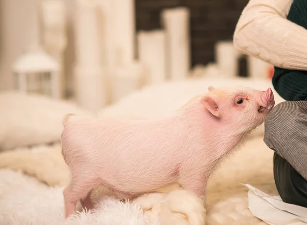 甘いピンクのミニ豚だ 白のふわふわの絨毯に立って笑顔 — ストック写真