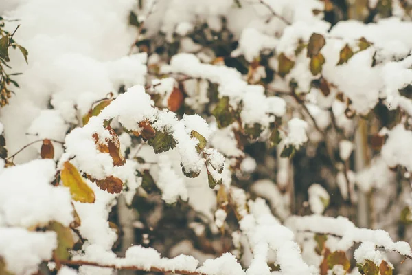 Pintoresca Foto Las Hojas Coloridas Otoño Cubiertas Nieve Blanca — Foto de Stock