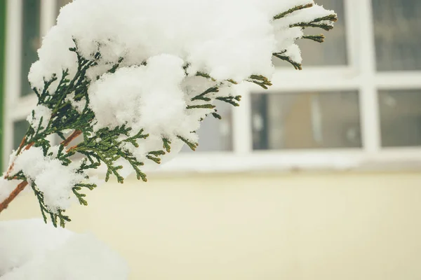 Ramas Planta Thuja Siempreverde Cubiertas Nieve Foto Primer Plano Cerca — Foto de Stock
